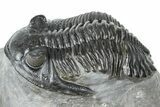 Cluster Of Three Trilobites (Hollardops & Austerops) - Ofaten, Morocco #365714-7